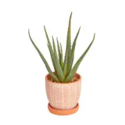 Artificial Aloe Vera Plant In Ceramic Pot - 40cm