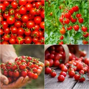 Tomato - Sugar Lump seeds