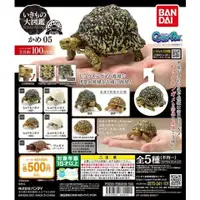 在飛比找蝦皮購物優惠-≡MOCHO≡ 現貨 BANDAI 扭蛋 烏龜環保扭蛋P5-