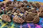 30 Big30Sm+ Organic Magnolia Tree Pods Heat Treated Pet Reptile Vivarium Isopods
