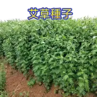 在飛比找蝦皮購物優惠-免運 發票收據高發芽 艾草種子 中藥材種子 藥用野生香艾草種