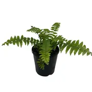 140mm Boston Macho Fern - Nephrolepis biserrata