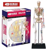 在飛比找PChome24h購物優惠-《4D MASTER》人體解剖教學模型系列 - 骨架 260