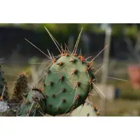 在飛比找蝦皮購物優惠-【花痴植人】狂刺紫團扇Opuntia macrocentra