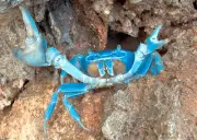 Blue Crab - 3D Lenticular Postcard Greeting Card