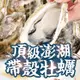 免運!【真美味】頂級澎湖帶殼牡蠣 9~12顆/包 (約600g) (40包,每包123.7元)