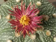 Astrophytum asterias cv. Shiowa Red x Super Kabuto Red Flower - 10 seeds
