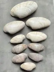 Set of 10 Large Clam Seashells Rare Long Diy Art Craft Painting Ocean Sea Shells