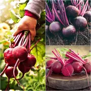 Beetroot - Orbit F1 seeds