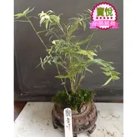 在飛比找蝦皮購物優惠-寶悅 小品盆栽 觀音竹 療癒小物 居家擺飾