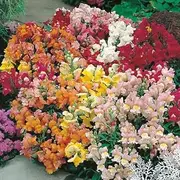 Snapdragon Dwarf Tom Thumb Mixed 500 Seeds Scented Borders Bees