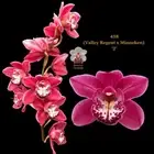 100mm Cymbidium Orchid clone 458 (Valley Regent x Minneken) '2'