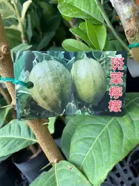 在飛比找Yahoo!奇摩拍賣優惠-花花世界-水果苗 **斑葉檸檬苗**4.5吋盆/高30-50