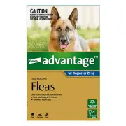 Bayer Advantage Dog 25kgs Plus Extra Large 4 & 6 Pack Flea Tick Treatment Spot