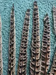Ring Neck Pheasant Tail Feathers
