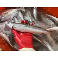 在飛比找蝦皮購物優惠-「現」藍海鮮魚-大溪漁港每日現撈「尖梭 尖梭魚 金梭魚 」