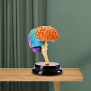 Human Brain Model Anatomy Human Organ Puzzle Tool for Biology Learning Toy For