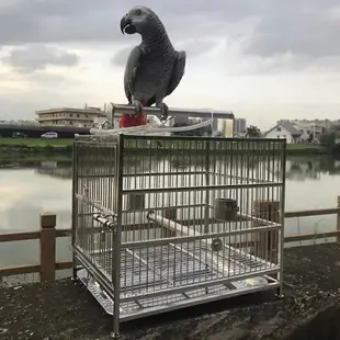 【超商可配送】304不鏽鋼鳥籠外出籠虎皮牡丹玄鳳八哥洗澡籠灰鸚鵡手提外出鳥籠