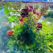 Floating Moss Ball With Plants For Fish Shrimp Snail Tank Aquarium