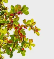 Leaves Catappa Dried Kottamba Ceylon Terminalia Natural Kottan Almond Product