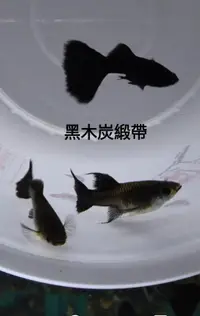 在飛比找露天拍賣優惠-【彩蝦屋】純種孔雀魚 對魚 黑木炭緞帶 丹頂白子 日本藍紅雙