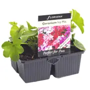 Floriana 4 Cell Pot Ivy Geranium Mix - Pelargonium peltatum