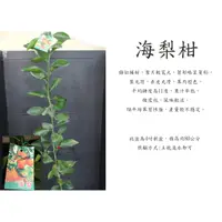 在飛比找蝦皮購物優惠-心栽花坊-海梨柑/海梨仔/嫁接苗/水果苗/柑橘類/售價180