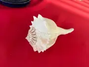 Sanibel Florida Lightening Welk 7" Sea Shell Seashell