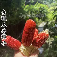 在飛比找蝦皮購物優惠-臺7【水果玉米種子】四季播種 白龍王水果玉米種子草莓玉米種子