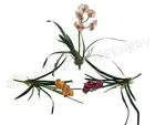 SP0170 Cymbidium Orchid Bunch with Leaves & Roots 24cm 3 Colours