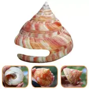 Rare Natural Pearly Screw Conch Shell Coral Sea Collectible a DIY 2025 HOT New~