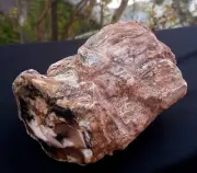 3 Lb 3.9 Oz Natural Rare Opalized Mirror Polished Multicolor Big Petrified Wood