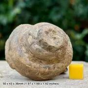 PLEUROTREMARIA sp Fossil Gastropod – Jurassic Marston Limestone – South
