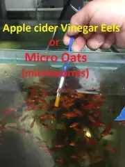 Live fish food Microworms Vinegar Eels Banana Daphnia Whiteworms eggs shrimp