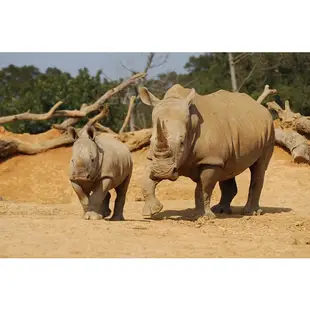 連假可用 開發票 新竹 關西 六福村 主題樂園 + 野生動物園 樂園 門票 成人票 不限身份 平假日 可用 持票直接入園