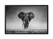 Elepahant Framed Framed Art Print