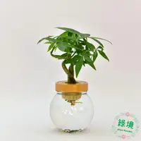 在飛比找蝦皮購物優惠-快速出貨 盆栽 小品 馬拉巴栗 發財樹 招財 開運 升遷 賀