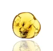 Detailed Swarm of Sciaridae (Fungus Gnat), Fossil Inclusion in Baltic Amber