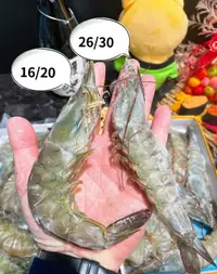 在飛比找樂天市場購物網優惠-【天天來海鮮】青龍海白蝦，黑盒海老牌白蝦 重量:700克