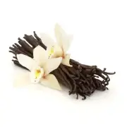 VANILLA BEAN Fragrance Oil for making Candles, Soaps, Wax Melts etc.