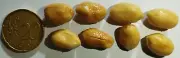 Whole Roasted Salted Peanuts — 5 Gram 0.17 oz