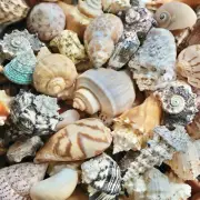 5 Large Conch Seashells Natural Ocean Decor Hermit Crab Art Craft Big Sea Shells