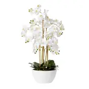 [James Lane] Phalaenopsis Curved Bowl - 50cm x 50cm x 70cm