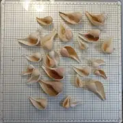 Sanibel Atlantic Fig Snail (Ficus papyratia), Over 25 Shells Ethical Source MS4