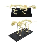 Feline Skeleton Anatomical Model Standard Size Veterinary Animal Education Lab