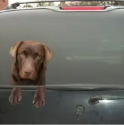 CHOCOLATE LABRADOR LAB DOG VINYL PEEKER DECAL STICKER FOR CAR WINDOW