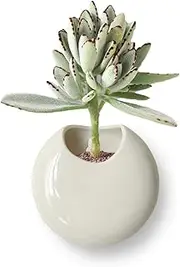 LekWinGi Small Wall Planters for Indoor Plants Ceramic Wall Mounted Plant Holder Go Pieces Shape Propagation Wall Hanging Pots for Plants Indoor Outdoor (White)