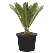 45L Sago Palm - Cycas revoluta