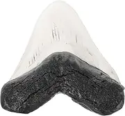 HOMOBABE Fake Fossilized Ornament Realistic Teeth Model Retro Decor for Home Office Lightweight Compact Design for Collecting Educational Purposes