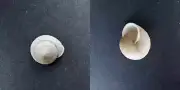 #0029 Otala Sagraiana, Cu., 30.2mm Land snail shells